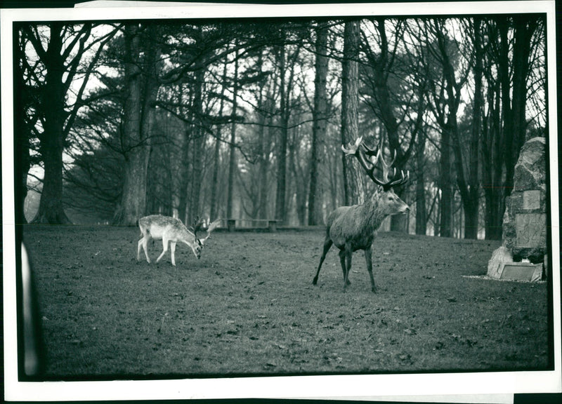 Deer Animal - Vintage Photograph