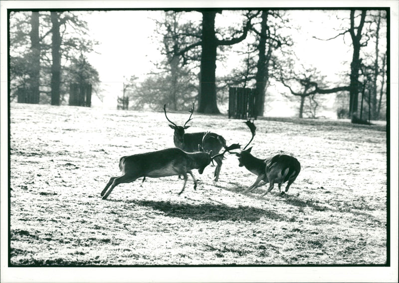 Deer Animal - Vintage Photograph