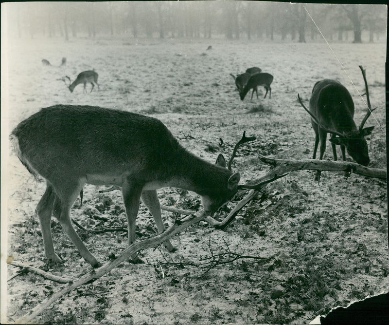 Deer Animal - Vintage Photograph