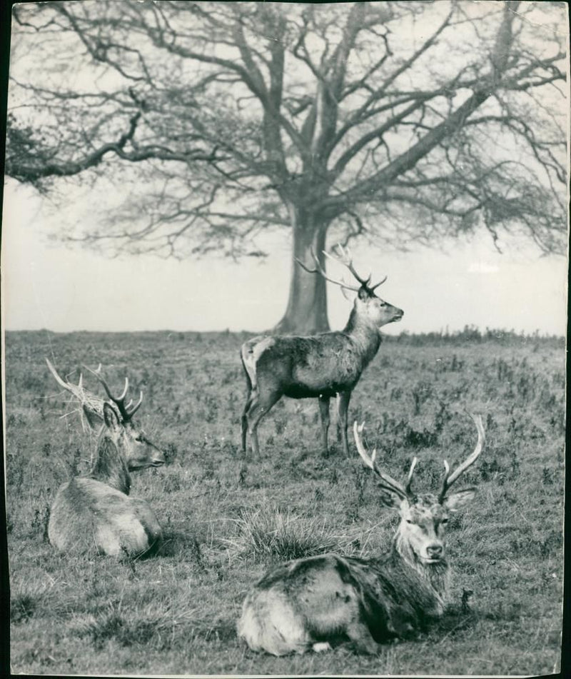 Deer Animal - Vintage Photograph