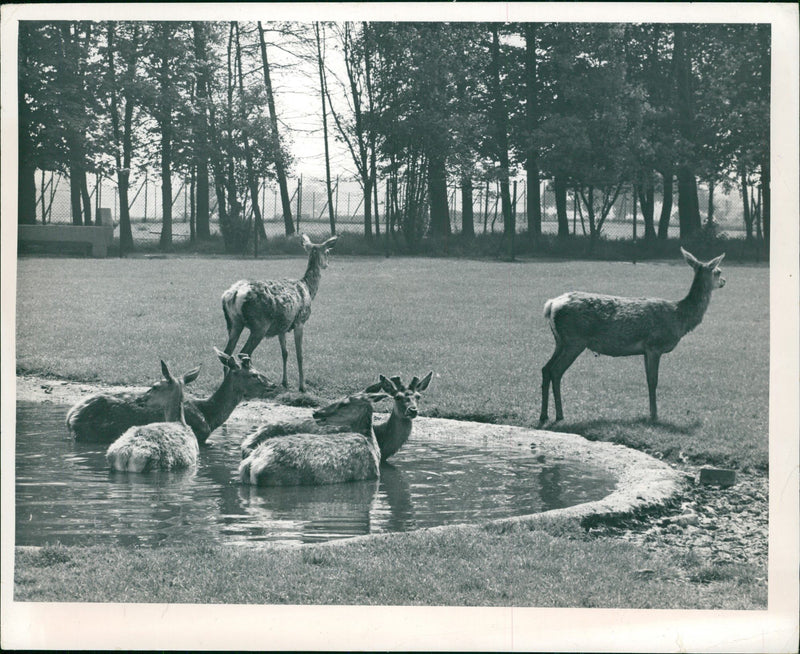 Deer Animal - Vintage Photograph