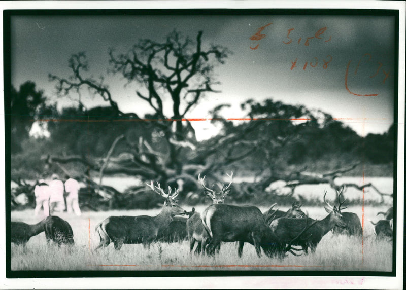 Deer Animal - Vintage Photograph