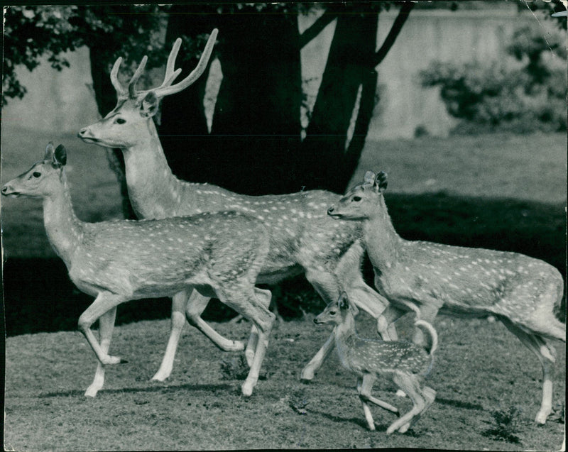 Deer Animal - Vintage Photograph