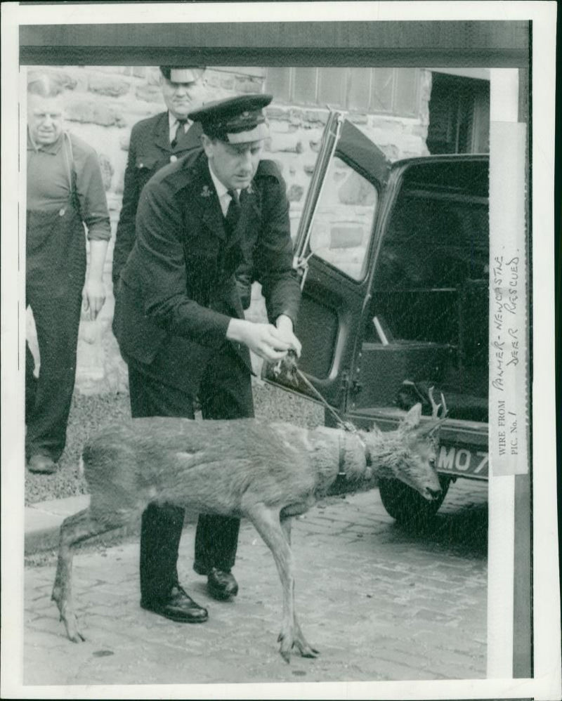 Deer Animal - Vintage Photograph