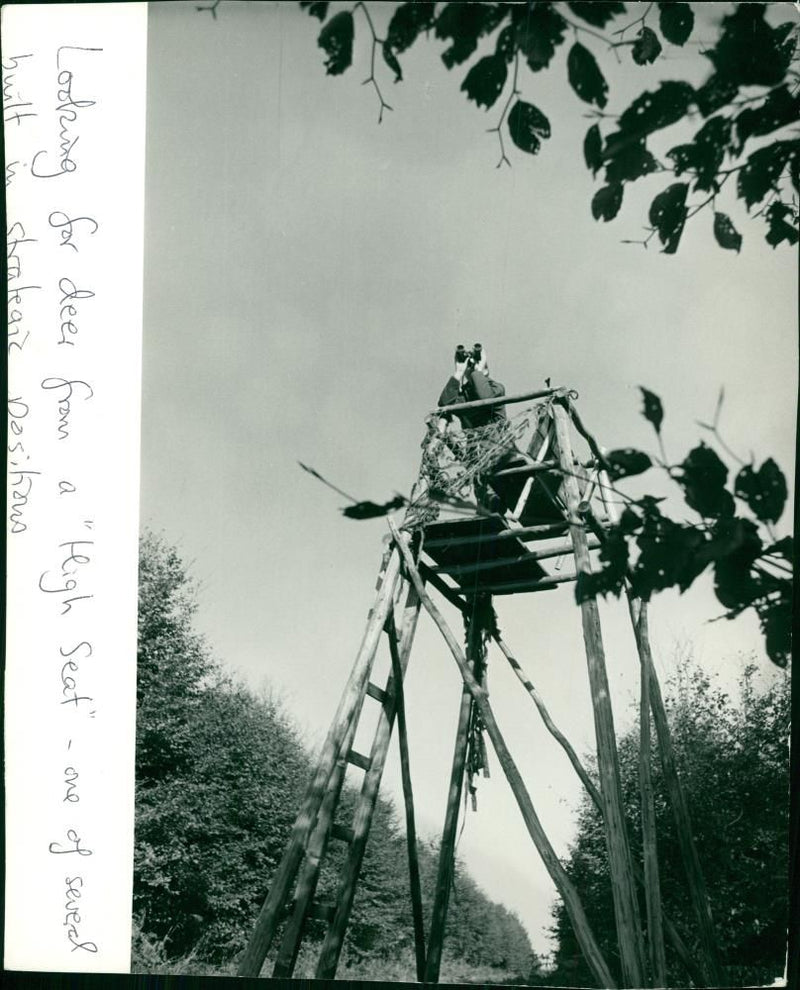 Deer Animal - Vintage Photograph