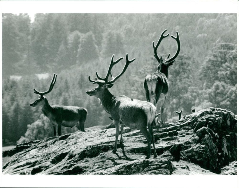 Deer Animal - Vintage Photograph