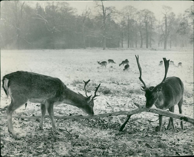 Deer Animal - Vintage Photograph