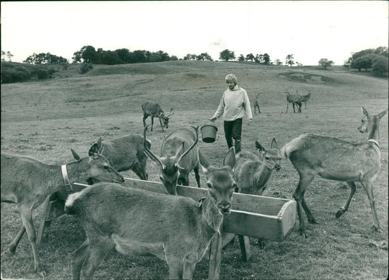 Deer Animal - Vintage Photograph