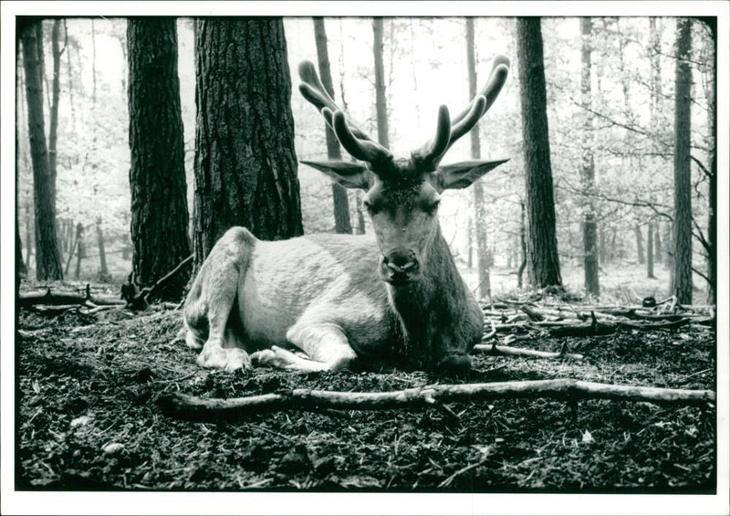 Deer Animal - Vintage Photograph