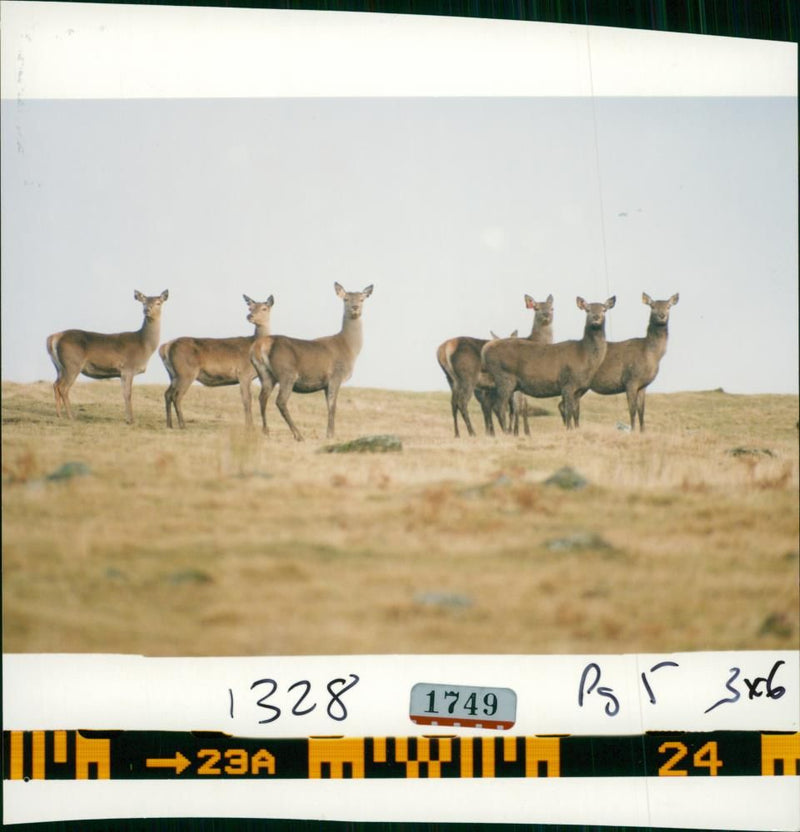 Deer Animal - Vintage Photograph