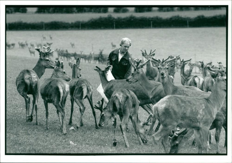 Deer Animal - Vintage Photograph