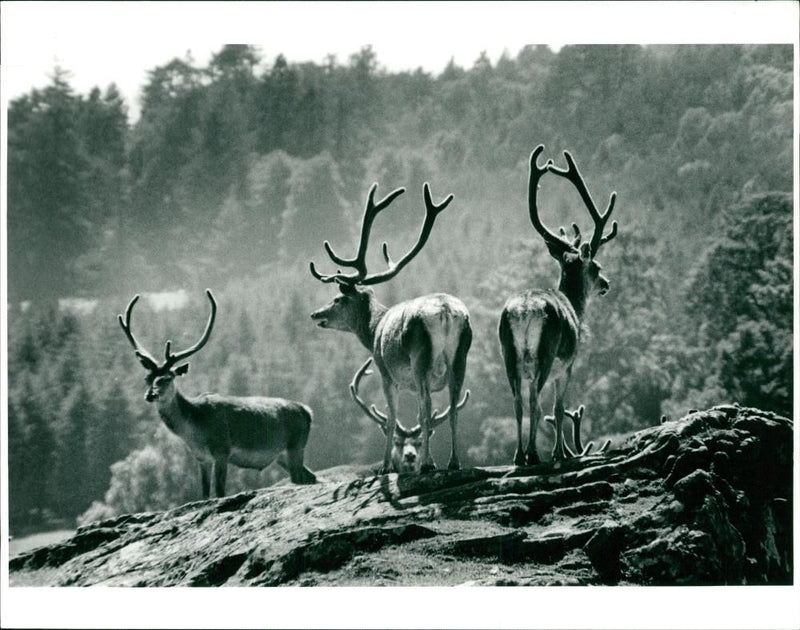 Deer Animal - Vintage Photograph