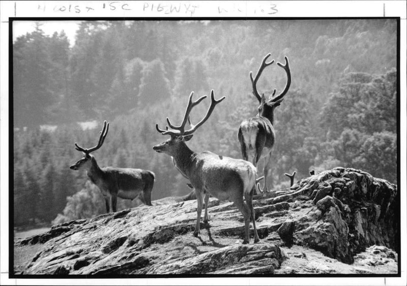 Deer Animal - Vintage Photograph