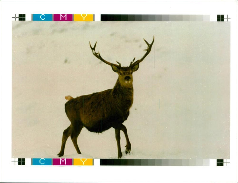 Deer Animal - Vintage Photograph