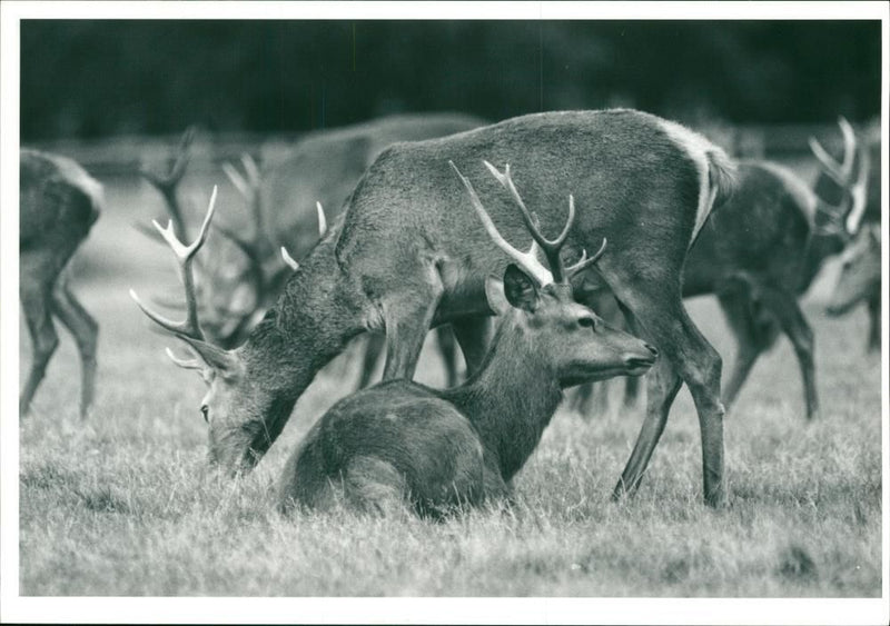 Deer Animal - Vintage Photograph