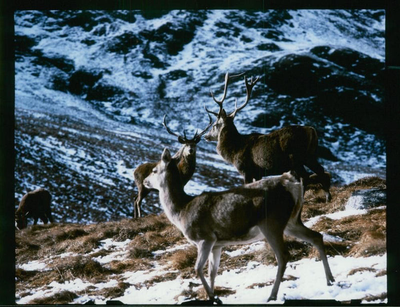 Deer Animal - Vintage Photograph