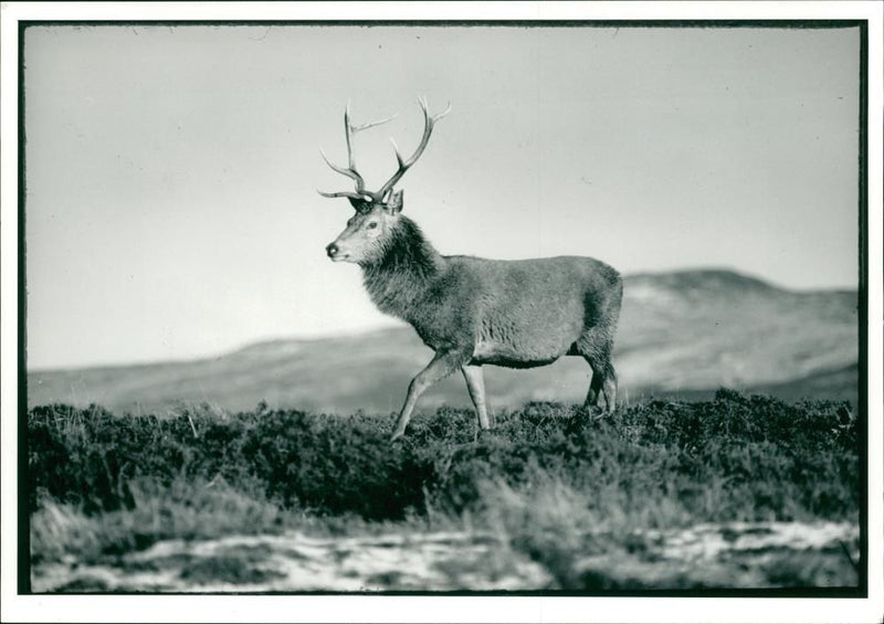 Deer Animal - Vintage Photograph