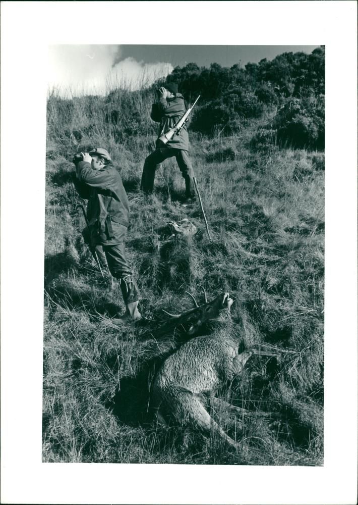 Deer Animal - Vintage Photograph