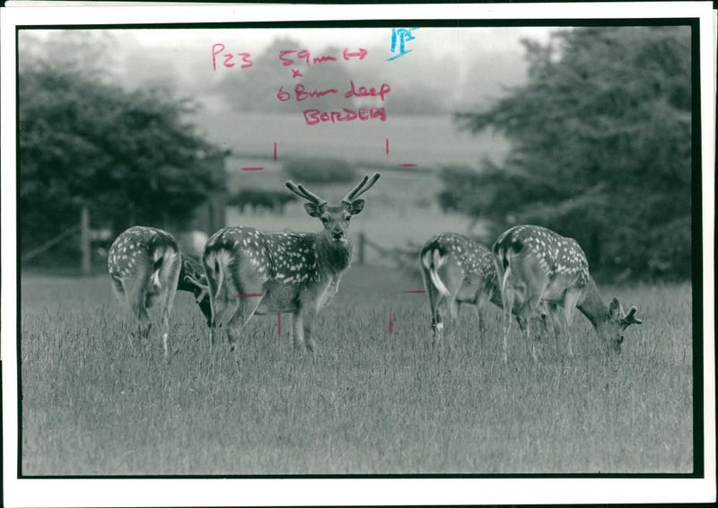 Deer Animal - Vintage Photograph