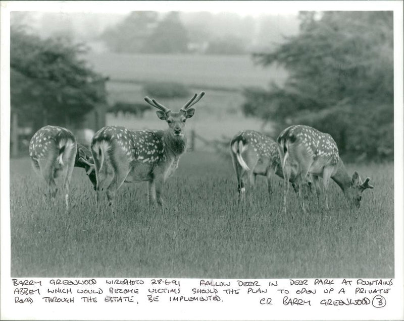 Deer Animal - Vintage Photograph