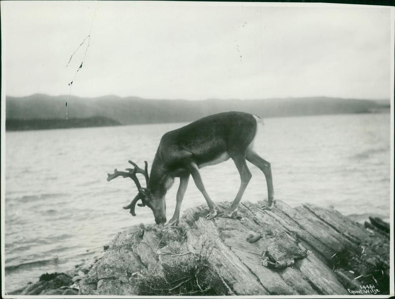 Deer Animal - Vintage Photograph