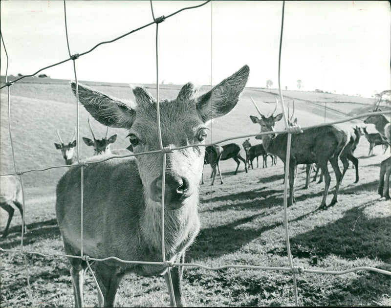 Deer Animal - Vintage Photograph