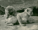 Monkey - Vintage Photograph