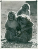 Monkey - Vintage Photograph