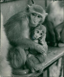 Monkey - Vintage Photograph