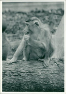 Monkey - Vintage Photograph