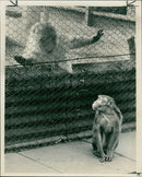 Monkey - Vintage Photograph