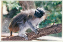 Monkey - Vintage Photograph