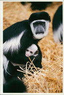 Colobus Monkey - Vintage Photograph