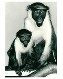 Diana Monkey with baby - Vintage Photograph