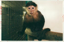 Monkey - Vintage Photograph