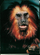 Monkey - Vintage Photograph