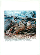 Monkey - Vintage Photograph