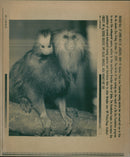 Monkey - Vintage Photograph