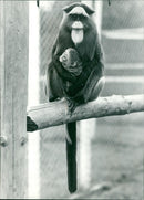 Mother Has a Beard - Vintage Photograph