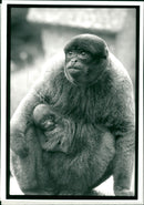 Monkey - Vintage Photograph