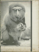 Monkey - Vintage Photograph