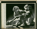Monkey - Vintage Photograph