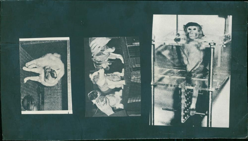 Monkey - Vintage Photograph