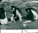 Colobus Monkey - Vintage Photograph