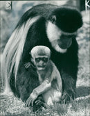 Cassius - Vintage Photograph