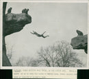 Monkey - Vintage Photograph