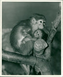 Monkey - Vintage Photograph