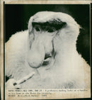 Monkey - Vintage Photograph