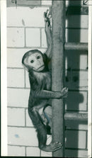 Monkey - Vintage Photograph