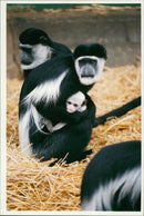 Colobus Monkey - Vintage Photograph